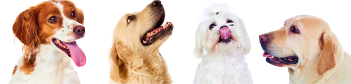 Dog Gallery Image
