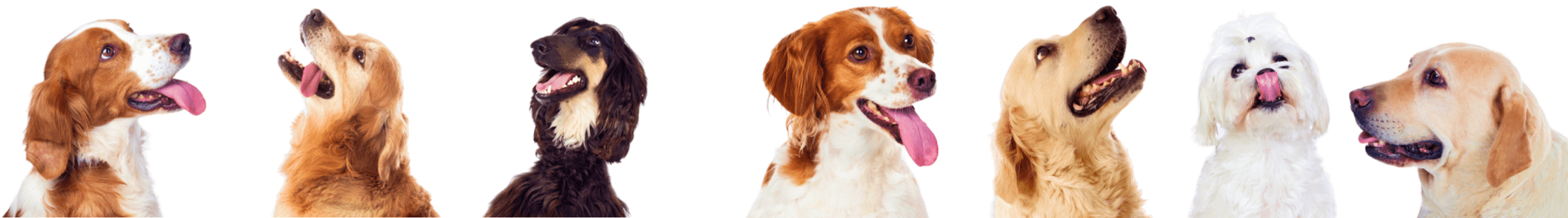 Dog Gallery Image