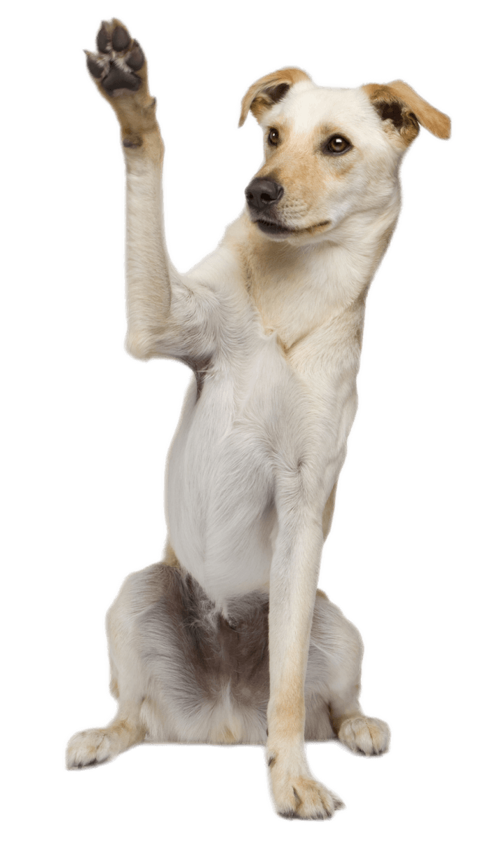 Signs Your Dog Main Image