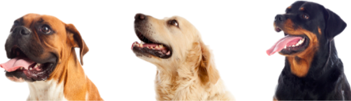 Chirp Difference Dog Image