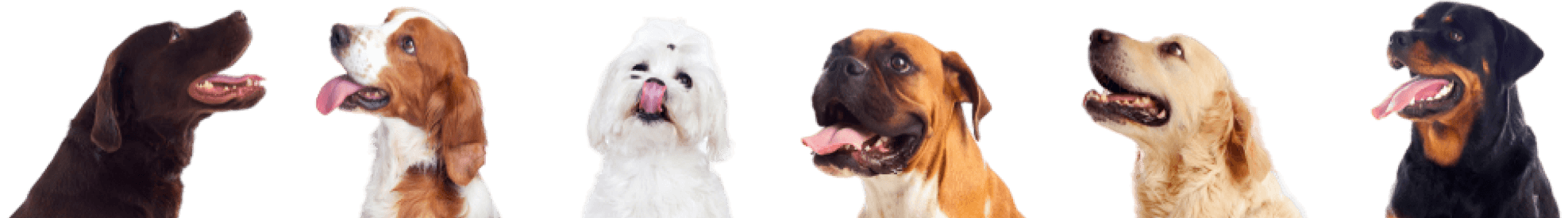 Chirp Difference Dog Image