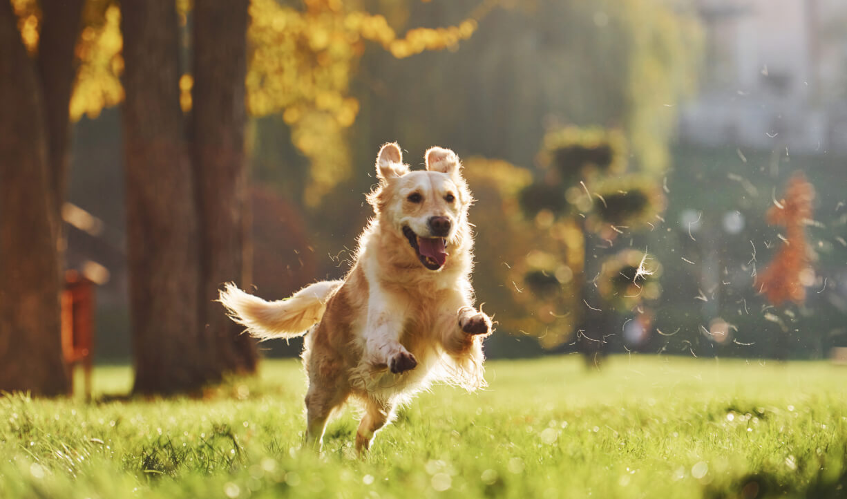 What Your Dog Image