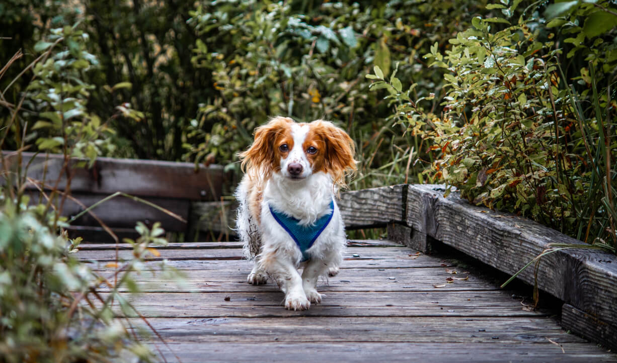 What Your Dog Image