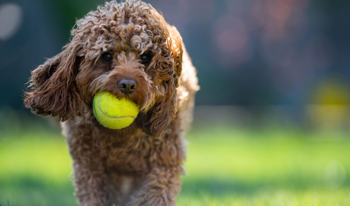 What Your Dog Image