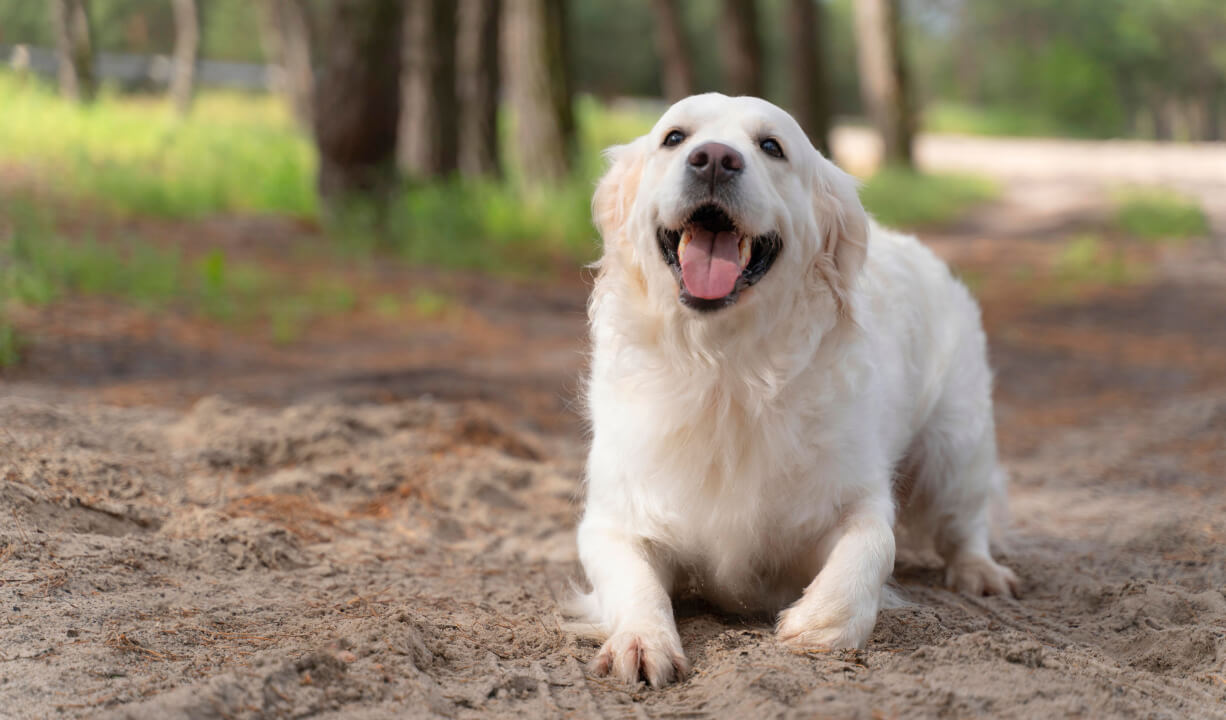 What Your Dog Image