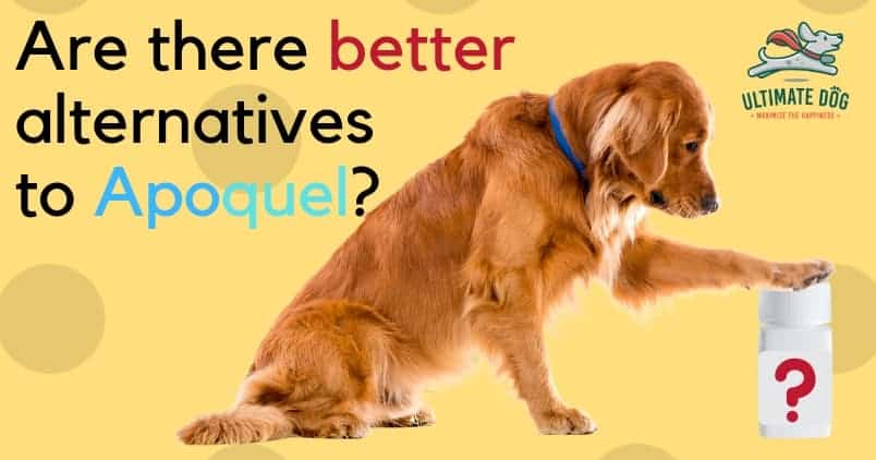 5 Apoquel Alternatives That Are Better for Your Dog | Ultimate Dog
