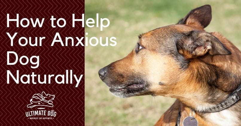 dog anxiety natural remedies