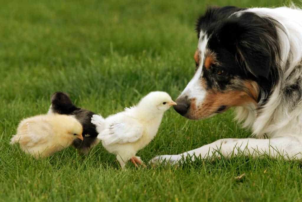 dog with chickens