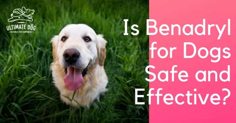 benadryl to calm dogs