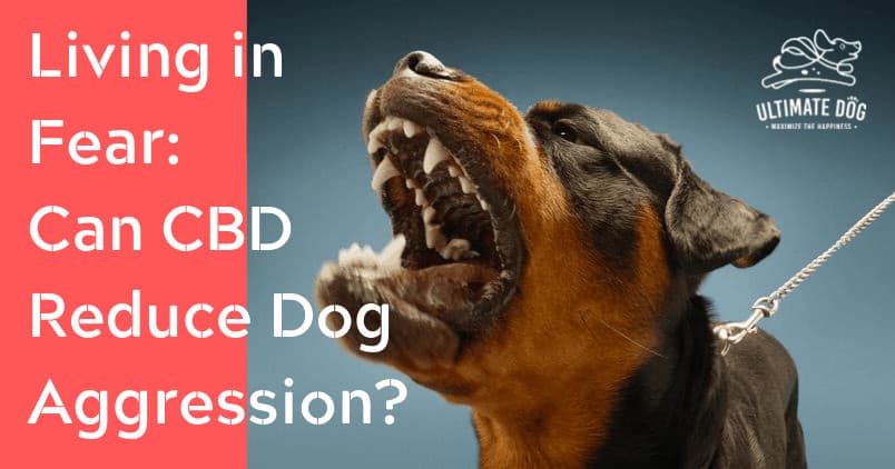 CBD for dog aggression