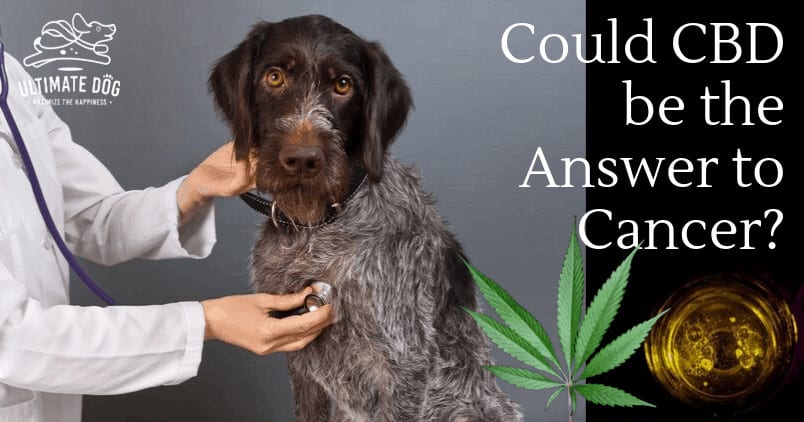 CBD for dogs with cancer