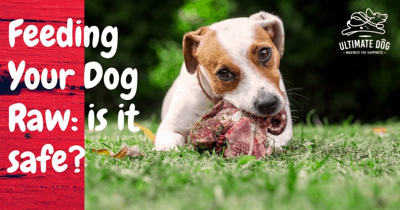 raw food for dogs