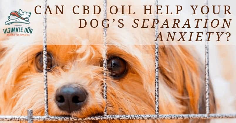 Can CBD Oil Cure Your Dogs Separation Anxiety