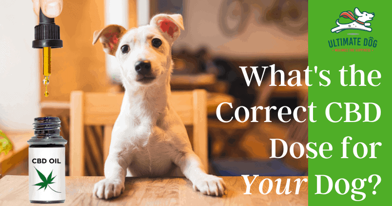 Correct CBD dose for your dog