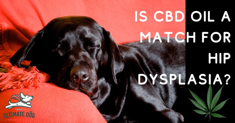 CBD for dog hip dysplasia