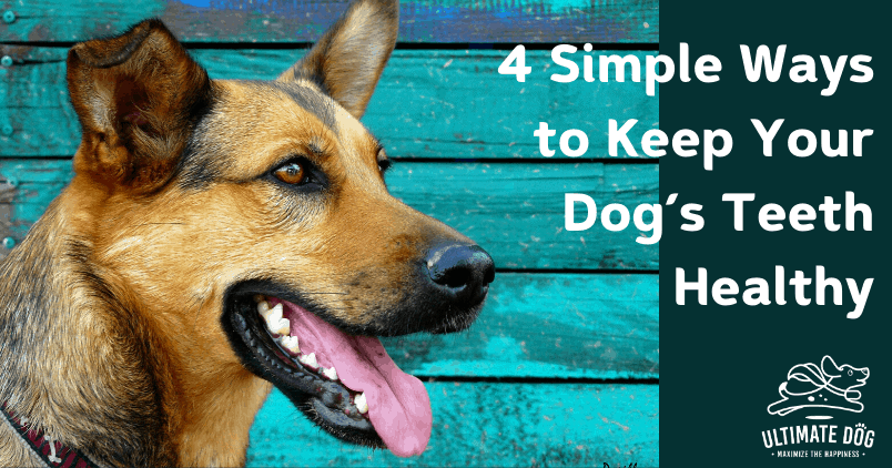 How to keep dogs teeth clean