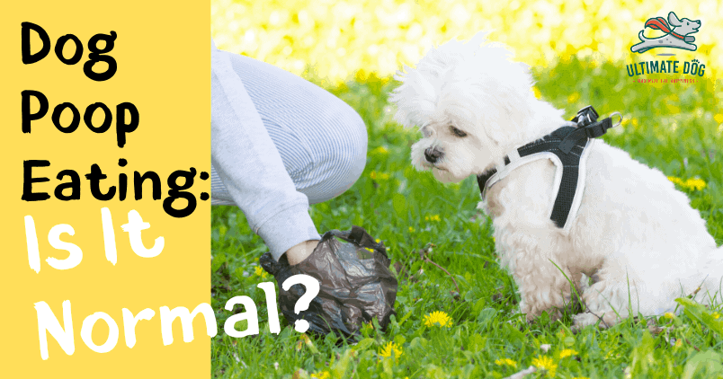 why dogs eat poop