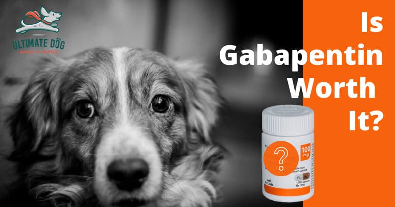 gabapentin for dogs