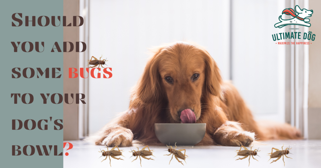 cricket protein for dogs