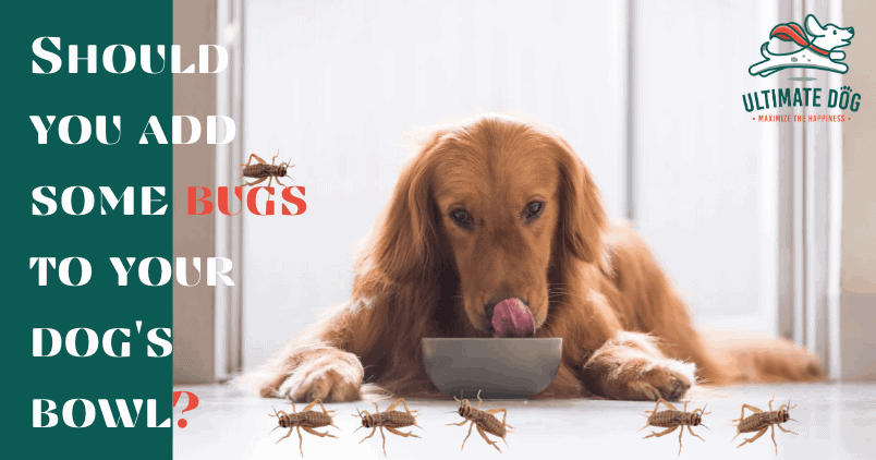 Insects for dogs