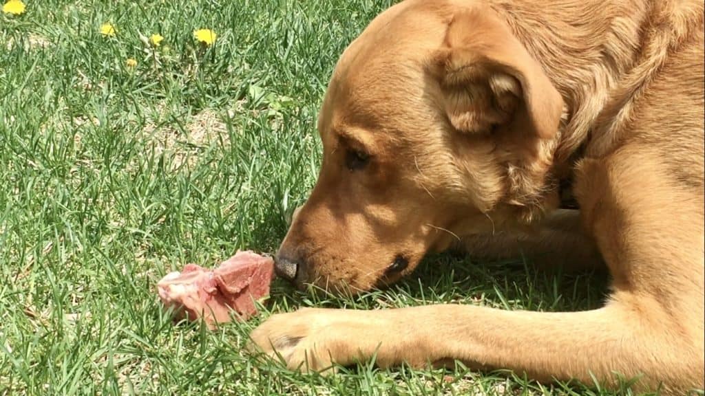 raw meaty bones for dogs
