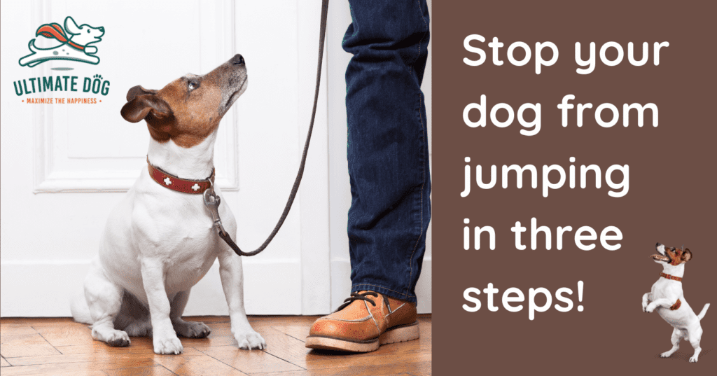 train your dog to stop jumping