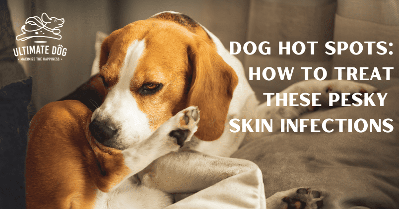 hot spots on dogs