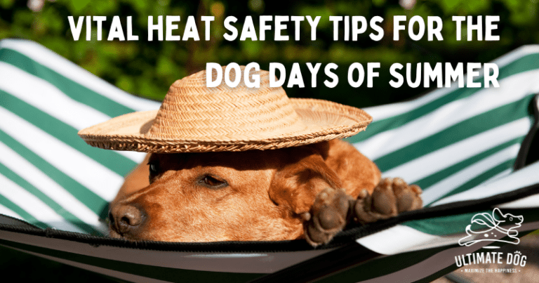 heat safety for dogs