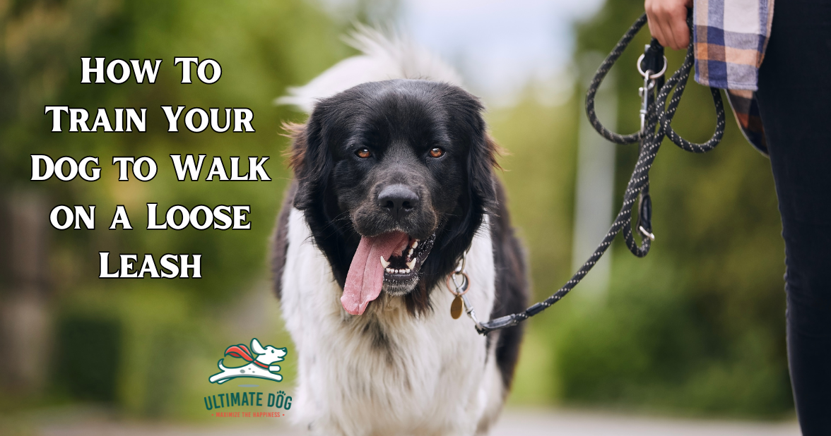 Dog leash walking