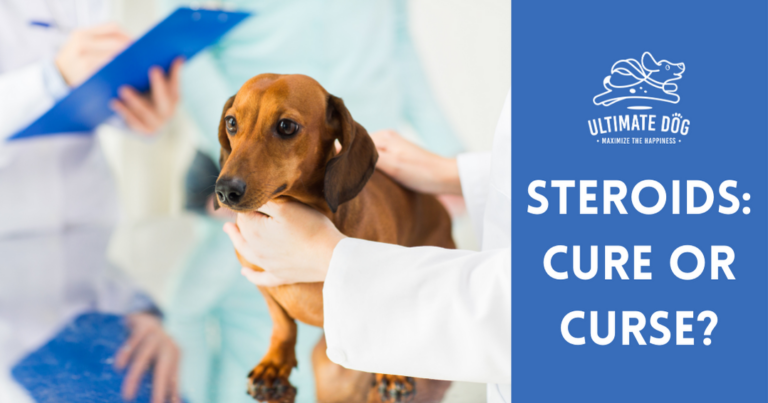 Steroid use in dogs
