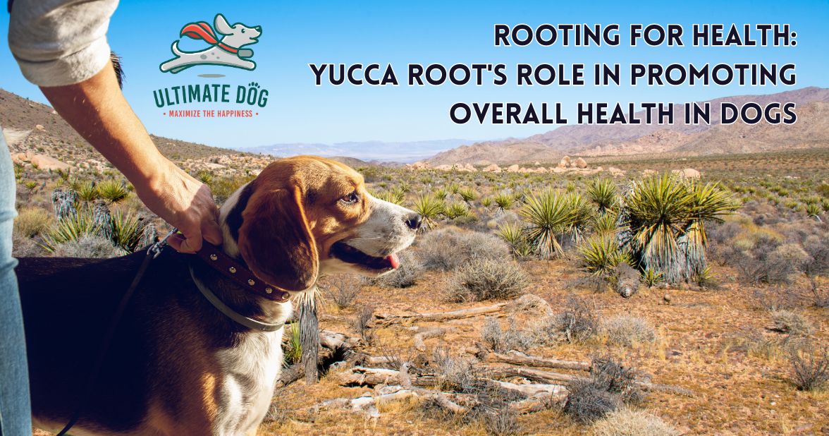 Yucca root for dogs