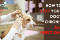 dog ear infections
