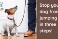 Stop your dog from jumping in three steps!-3