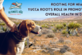 Yucca root for dogs