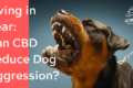 CBD for dog aggression